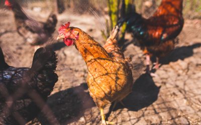 Hühnerzaun – Geflügelzaun bauen in 4 Schritten
